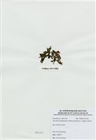 藏品(海木耳)的圖片